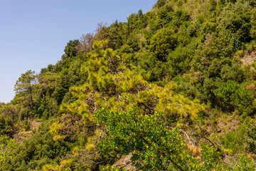 Fototapeta na wymiar Italy, Cinque Terre, Corniglia, PLANTS AND TREES IN FOREST AGAINST CLEAR SKY
