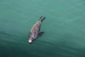 Naklejka premium Seal in Pacific ocean