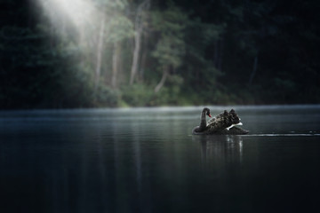 Black swan floating on  blue lake water