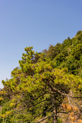 Italy, Cinque Terre, Corniglia, a tree in a forest