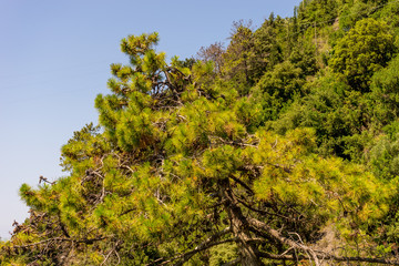 Italy, Cinque Terre, Corniglia, TREE BY PLANTS AGAINST SKY