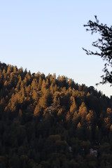 Crestline California Pine Forest