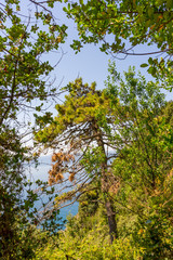 Obraz premium Italy, Cinque Terre, Corniglia, LOW ANGLE VIEW OF TREES AGAINST SKY