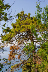 Italy, Cinque Terre, Corniglia, LOW ANGLE VIEW OF TREES AGAINST SKY