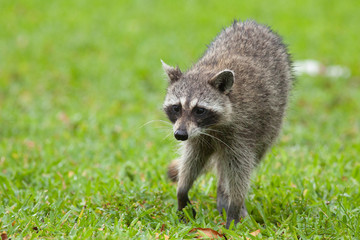 Procyon lotor walking on the grass