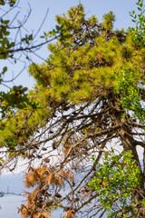 Italy, Cinque Terre, Corniglia, LOW ANGLE VIEW OF TREES AGAINST SKY