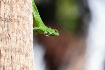 Iguana resting and sunny on a tree
