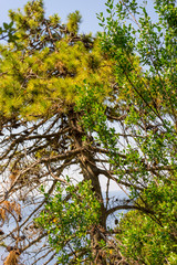 Italy, Cinque Terre, Corniglia, LOW ANGLE VIEW OF TREES IN FOREST AGAINST SKY