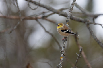 American Goldfinch (Spinus tristis) perched in winter 