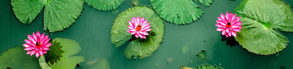 Three Pink water Lillys from top view