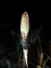 Tokyo,Japan-March 5, 2019: Young Horsetail or Equisetum Telmateia on black background after the rain