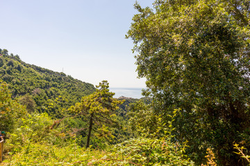 Fototapeta na wymiar Italy, Cinque Terre, Corniglia, a tree in a forest
