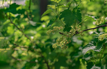 Fresh and green leaves background. Natural green background with selective focus. Blooming branch in garden closeup. Beautiful blooming trees in spring park close up. Wallpaper With Copy Space