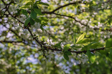 Plum flowers macro. Photo of blossoming tree brunch with white flowers on bokeh green background, closeup. Beautiful blooming trees in spring park