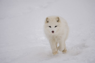 Obraz na płótnie Canvas Arctic fox running on the snow