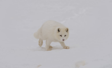 Obraz na płótnie Canvas Arctic fox walking on the snow