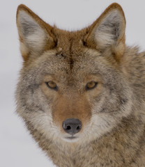 Obraz premium Coyote looking at the camera in the winter