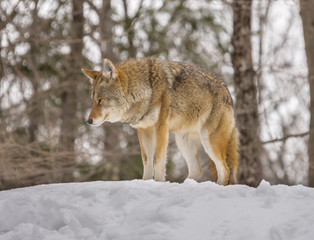Fototapeta na wymiar Coyote profile close-up in the winter