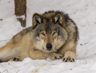 Wolf close-up in the forest during winter