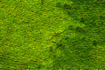 Plantation of the plant tea in Turkey