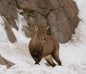 Young Ibex on a mountain slope in the winter