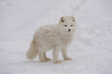 Obraz na płótnie Canvas Arctic fox pausing for the camera