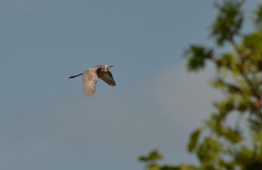 Reddish Egret