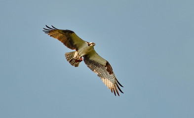 Osprey in flight