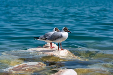 Couples on the sea