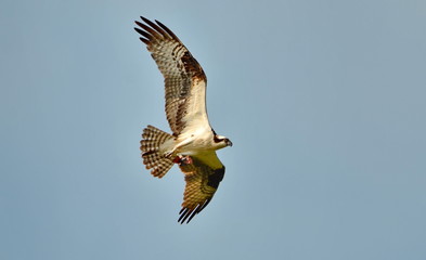 Osprey in flight