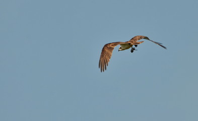 Osprey in flight