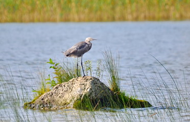 Reddish Egret