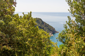 Italy, Cinque Terre, Corniglia, a tree in front of a lake