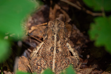 American Toad (Anaxyrus americanus) 