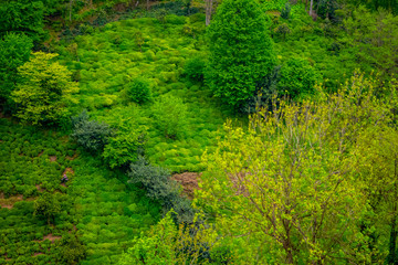 Fototapeta premium Plantation of the plant tea in Turkey
