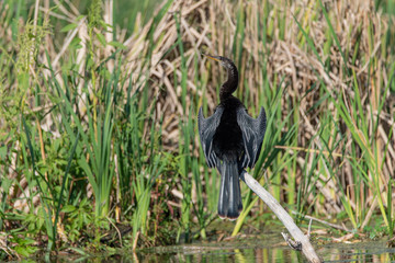 Anhinga (Anhinga anhinga) drying off in the sun 