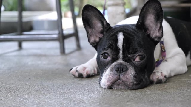 Young female french bulldog laying down on the floor waiting for her owner to come home. Dog and its master concept.