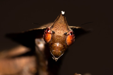 Mantis (Parablepharis kuhlii asiatica)
