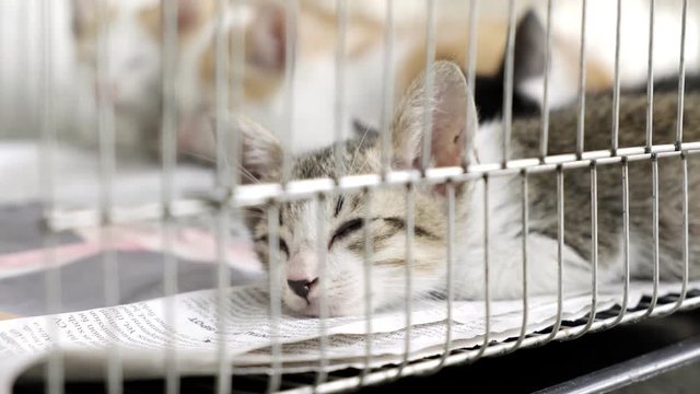 Young kitty cat sleeping in a metal cage outdoor. Looking at camera. Animal rescue concept.