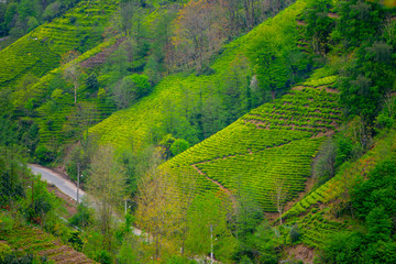 Plantation of the plant tea in Turkey