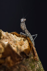 Mantis (Tarachodes sp.)