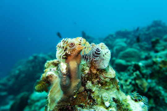 Christmas tree worm and a hairy star fish or brittle star on a hard coral on the tropical reef of the tropical  island bonaire in the caribbean