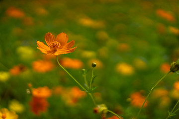Colorful Cosmos flower in garden
