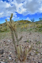 Cactus at Cattail Cove State Park Lake Havasu City Parker Arizona Desert