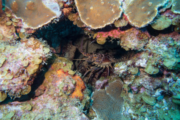 Obraz na płótnie Canvas A rock lobster or spiny lobster hiding in a cave during a nightdive on the tropical island Bonaire in the caribbean 