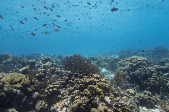Underwater reef panorama or background from the tropical island of bonaire in the caribbean