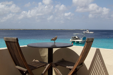 A cute little bird, a red knot, on a breakfast table enjoying the gorgeous sight on the carbbean sea and its boats on Bonaire island