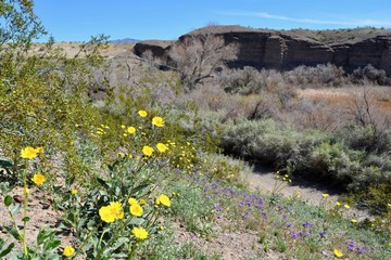Havasu National Wildlife Refuge Arizona Wildflowers Yellow Purple Desert