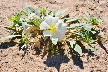 White Wildflower Bloom Flower Blossom Arizona Desert Yellow