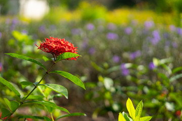 Beautiful Red spike flower. King Ixora blooming (Ixora chinensis). Rubiaceae flower.Ixora flower. Ixora coccinea flower in the garden